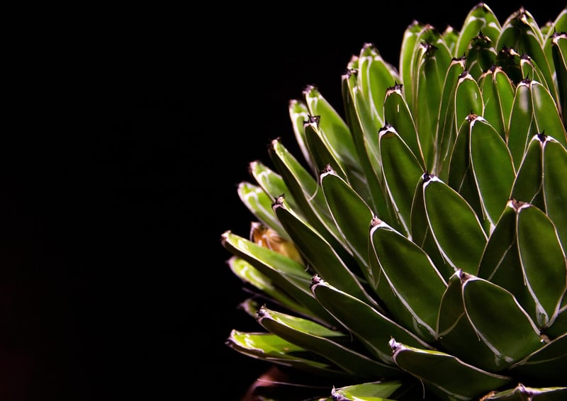 Succulents in a desert