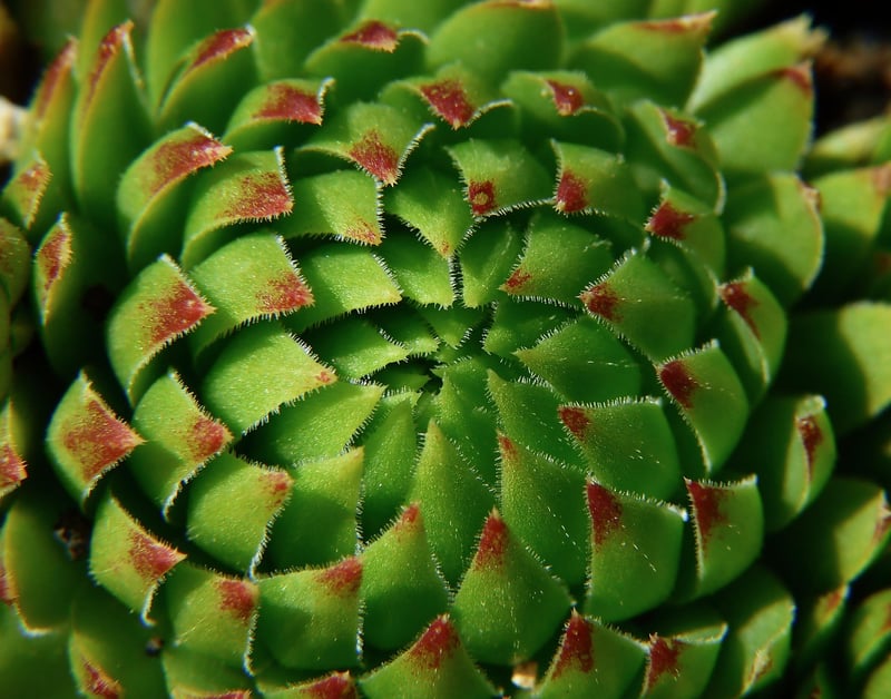 Miniature Indoor Garden